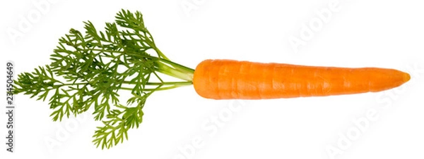 Obraz SINGLE CARROT CUT OUT