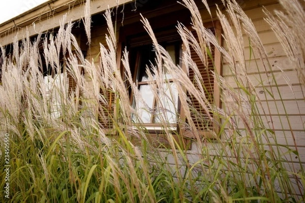 Fototapeta Field grass against the window of a lonely vintage wooden house in the afternoon.