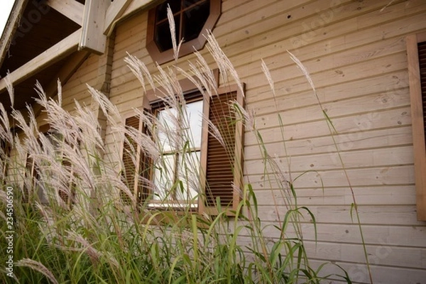 Fototapeta Field grass against the window of a lonely vintage wooden house in the afternoon.