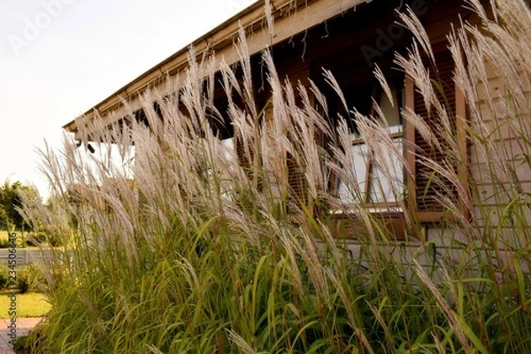 Fototapeta Field grass against the window of a lonely vintage wooden house in the afternoon.