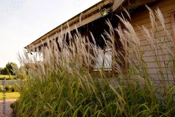 Fototapeta Field grass against the window of a lonely vintage wooden house in the afternoon.