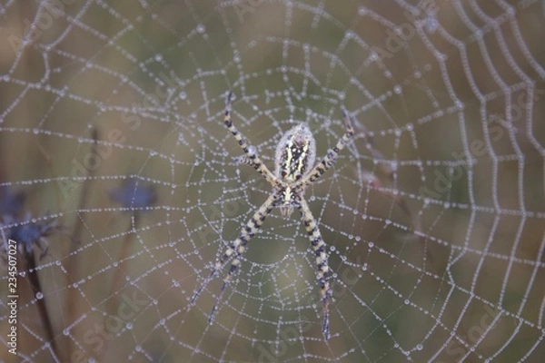 Fototapeta Banded Garden Spider. Web. Shiloh Ranch Regional Park in southeast Windsor includes oak woodlands, forests of mixed evergreens, ridges with sweeping views of the Santa Rosa Plain, canyons.