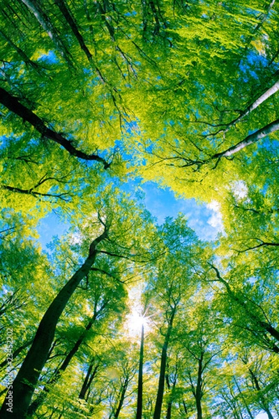 Obraz Tree canopy