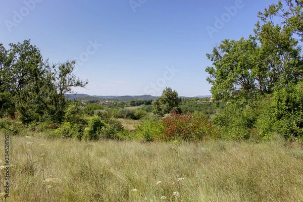 Fototapeta tree on the hill