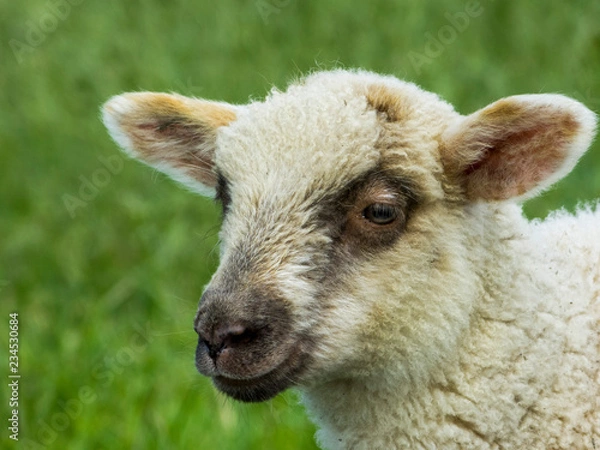 Fototapeta Young sheep in a meadow