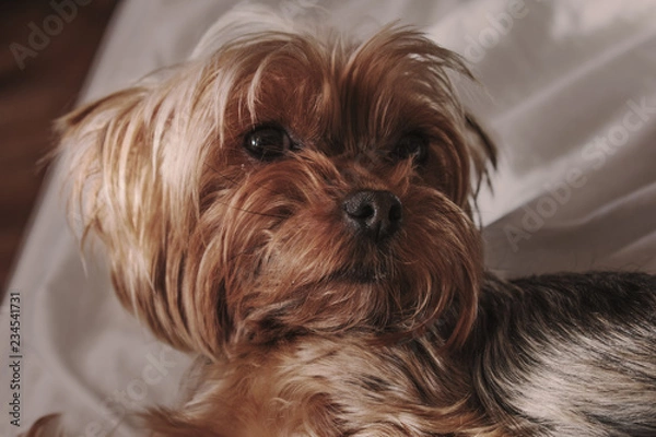 Obraz portrait of yorkshire terrier