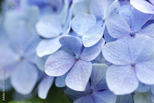 Obraz hydrangea