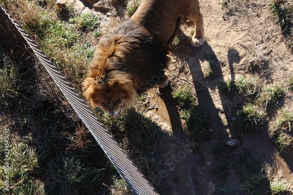 Obraz lion in zoo