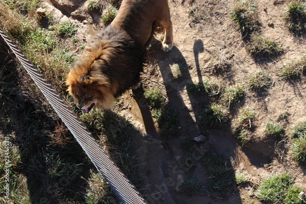 Obraz lion in zoo