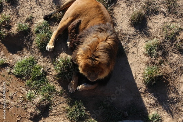 Obraz lion in zoo