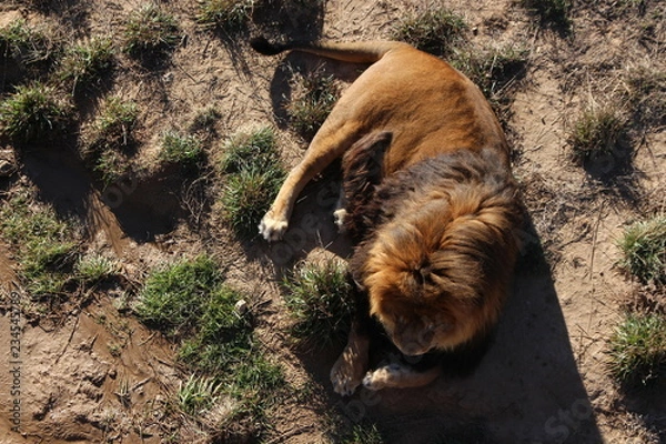 Obraz lion in zoo