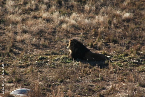 Obraz lioness in serengeti