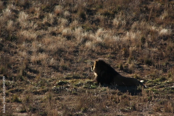 Obraz lioness in the forest