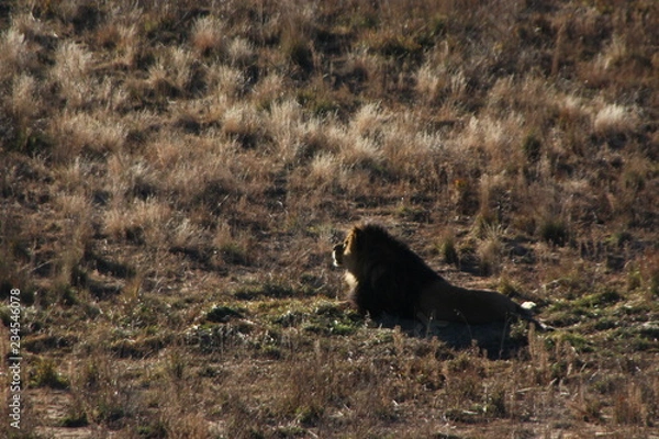 Obraz lion in zoo