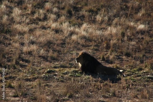 Obraz lion in zoo