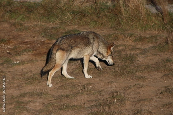 Obraz wolf in zoo