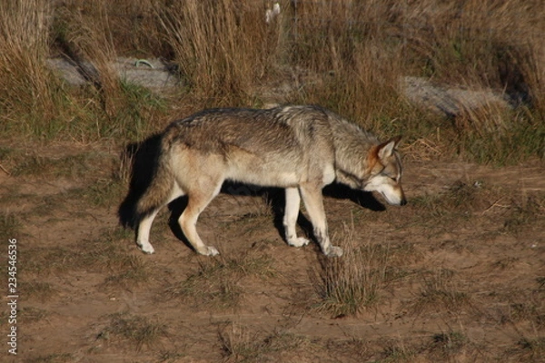 Obraz wolf in the zoo