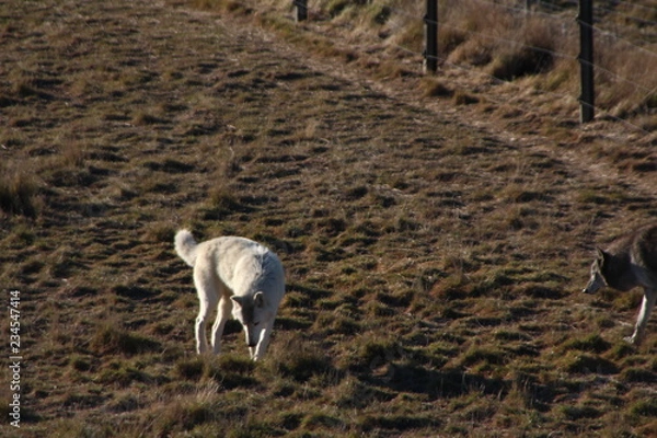 Fototapeta wolf in field
