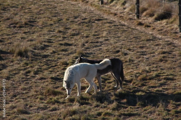 Obraz wolves in wild