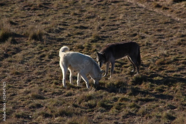 Obraz wolves in wild