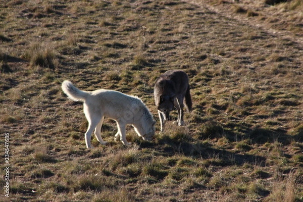 Obraz wolves in wild