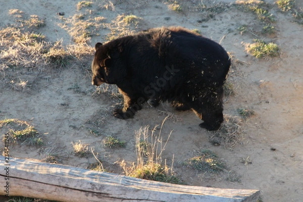 Obraz brown bear in water