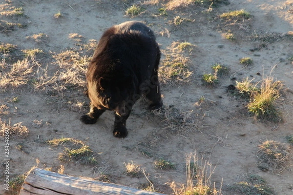 Obraz brown bear in zoo