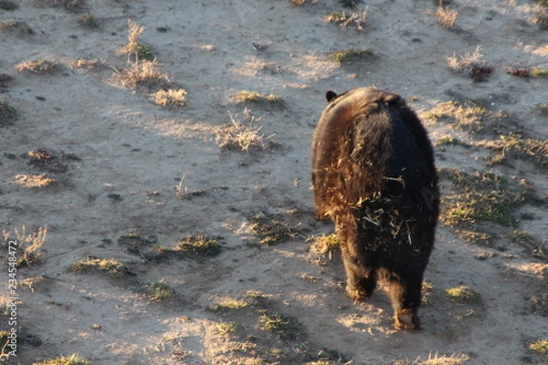 Obraz brown bear in water