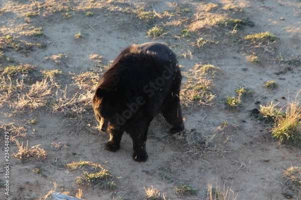 Obraz brown bear