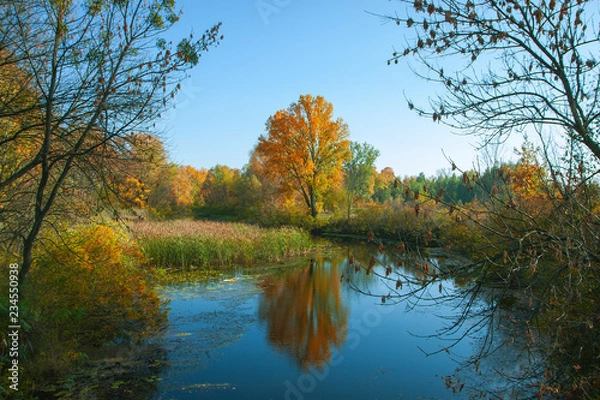 Fototapeta Autumn landscape. Gold trees, lake and cane. Calm. Perfect reflection in the water.