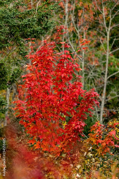 Obraz Maple Tree Fall Color