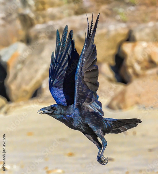 Obraz wings perpendicular flying raven on beach