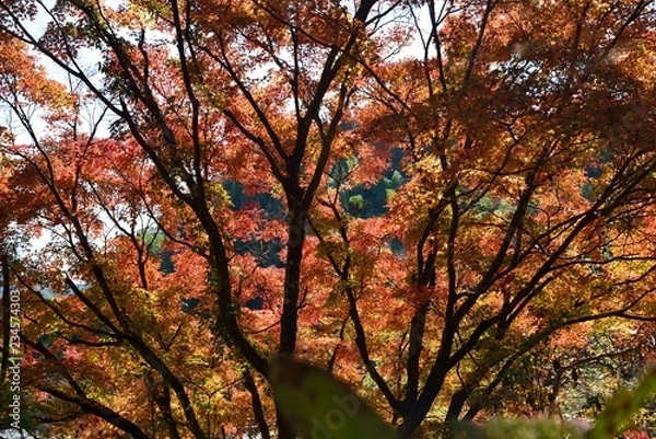 Fototapeta 三島公園の紅葉