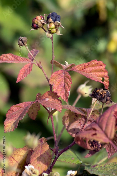 Obraz Wild raspberries (Rubus idaeus)