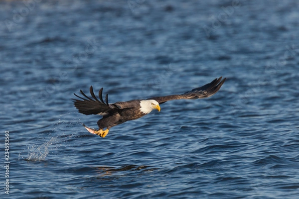 Obraz Bald eagle snatching a fish from water (clipping path included). The photo was taken by Mississippi River in Iowa, USA.