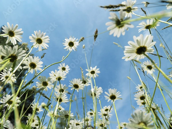Fototapeta Blumen, Blumenwiese