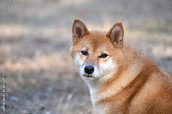 Fototapeta 柴犬・カメラ目線