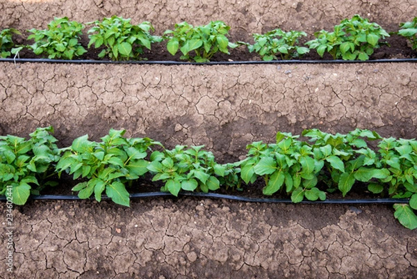 Obraz Rows of young potatoes plants and drip irrigation in the garden - selective focus, copy space