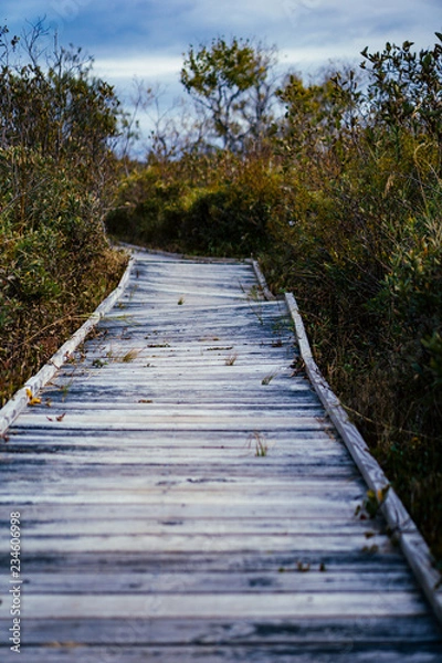 Obraz wooden bridge in the bog