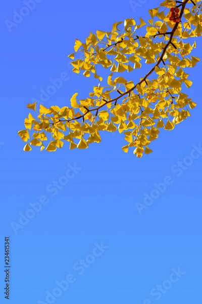 Fototapeta イチョウの黄葉