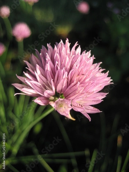Fototapeta onion flower