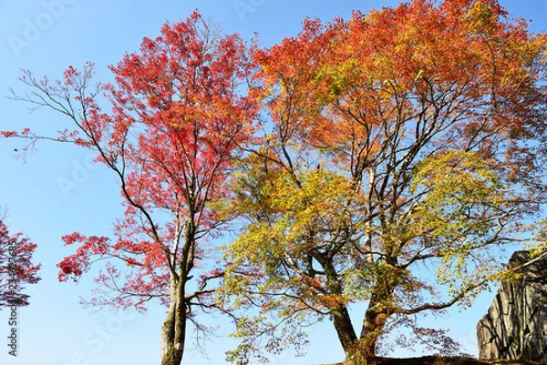 Fototapeta 岡城の紅葉