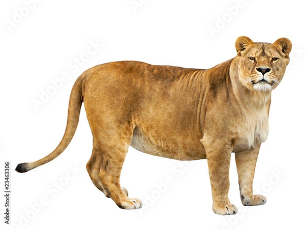 Obraz lioness