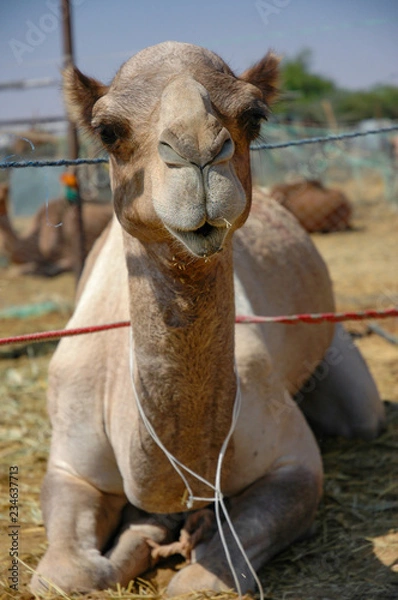 Fototapeta Dromedar liegt