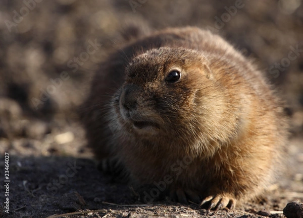 Fototapeta Little groundhog