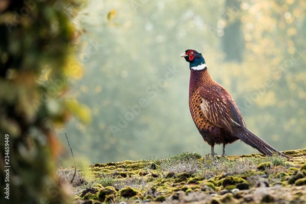 Obraz Pheasant