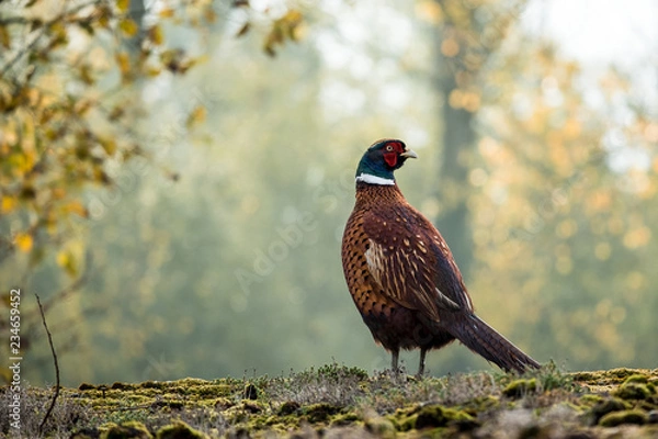 Obraz Pheasant