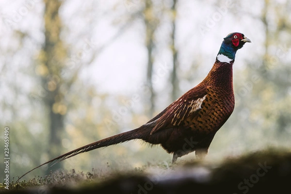 Obraz Pheasant