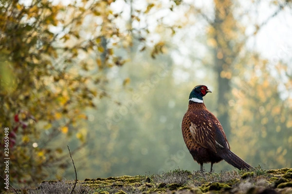 Obraz Pheasant