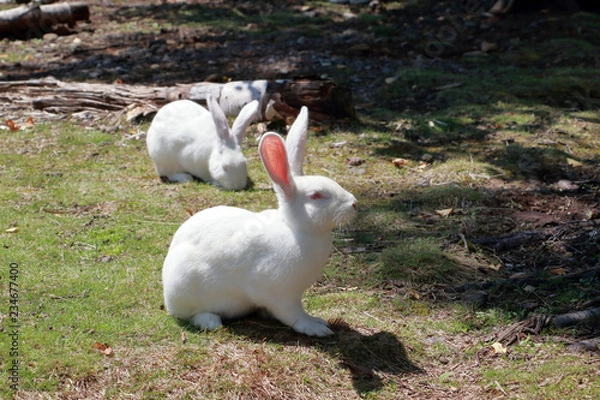 Fototapeta うさぎ